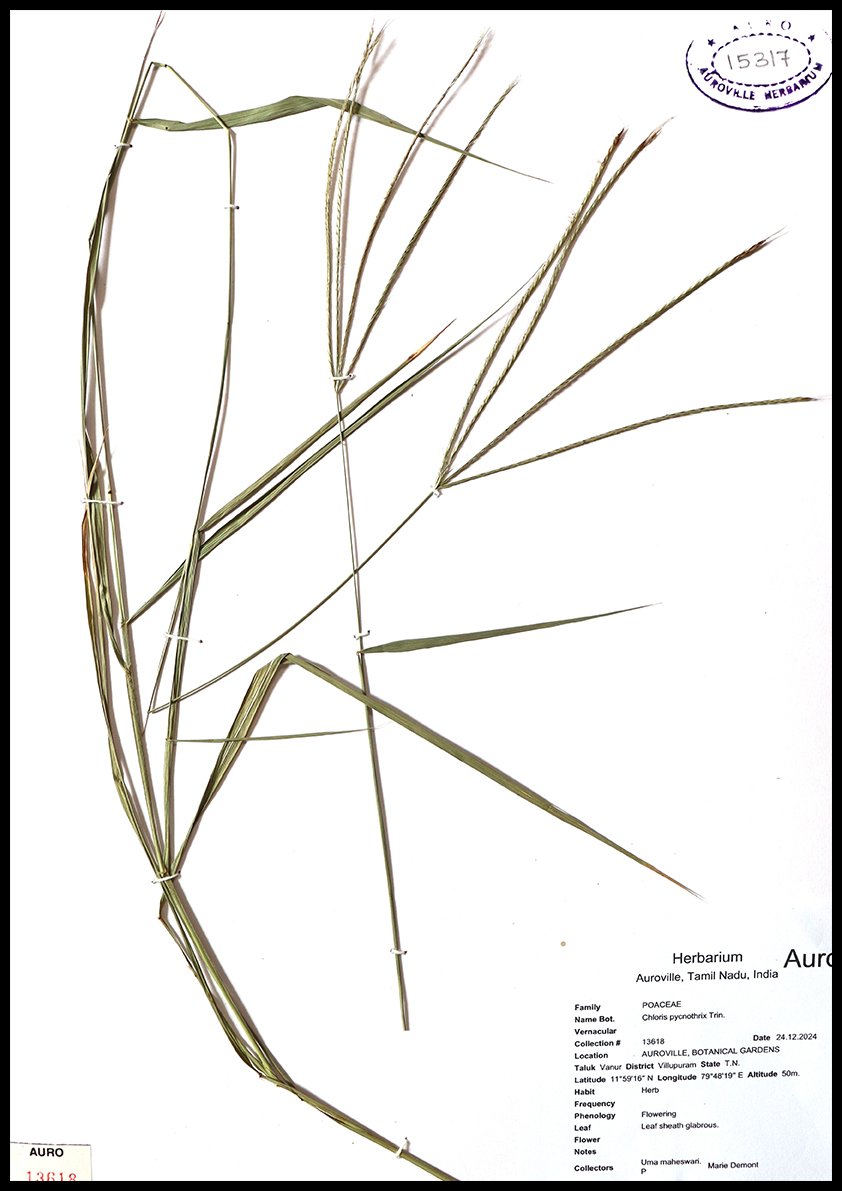 Dry herbarium images